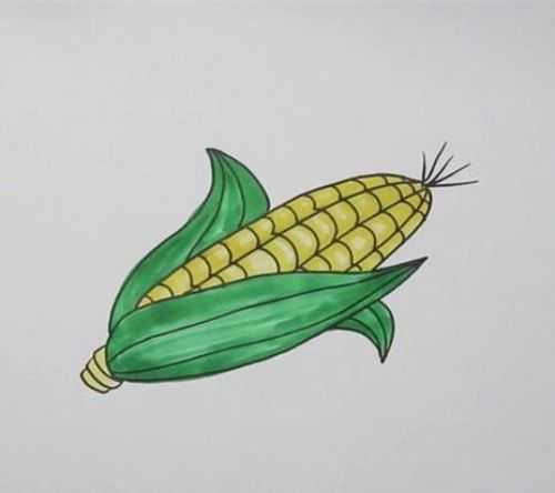 玉米简笔画图片 可爱图片